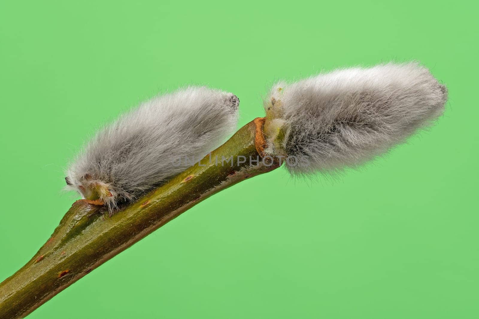 Male Catkin Green Screen, close up of twig in bloom