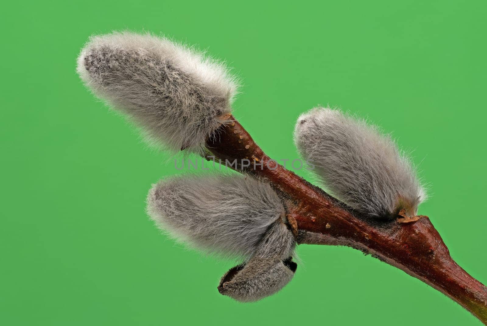 Male Catkin Green Screen, close up of twig in bloom