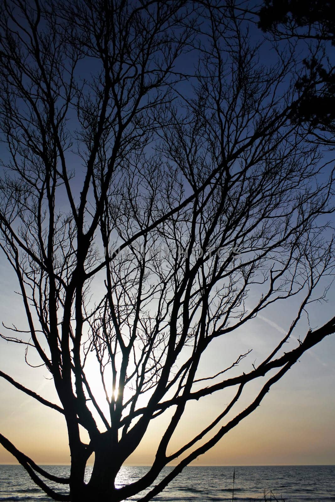 Silhouetted crooked tree, west beach Fischland-Darß