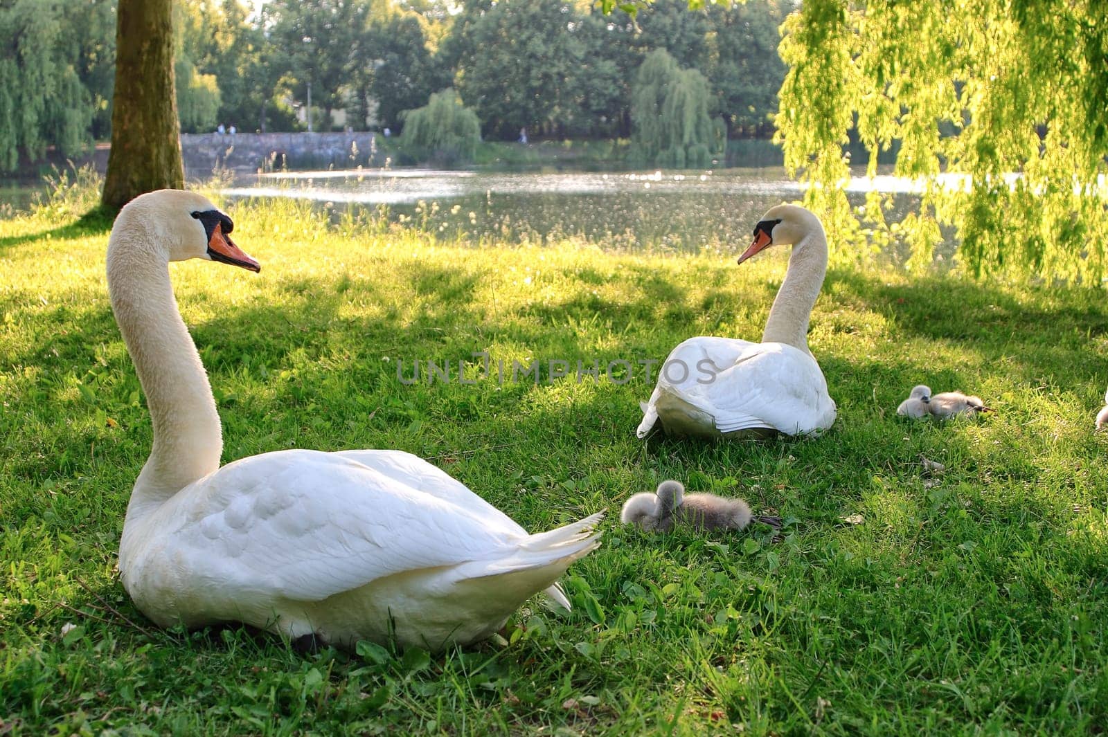 white swans with chicks