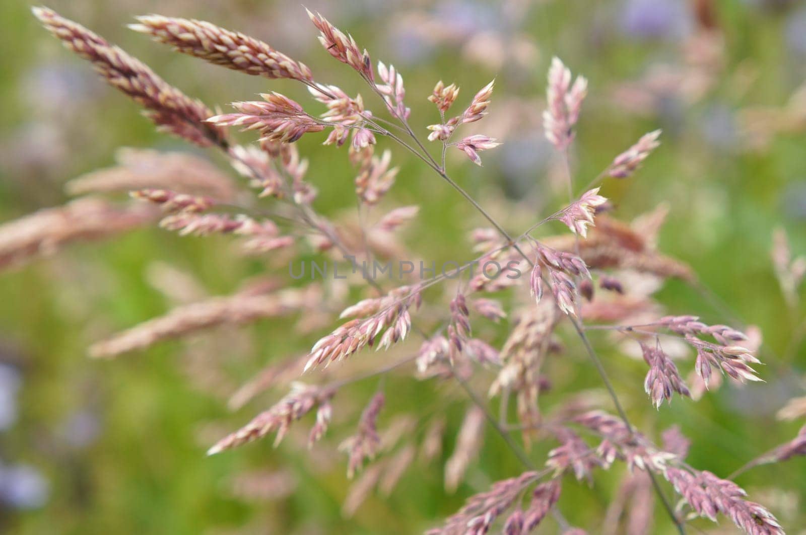 blooming grass in summer