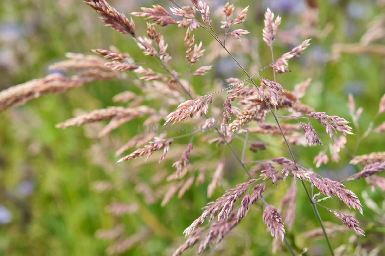 blooming grass in summer
