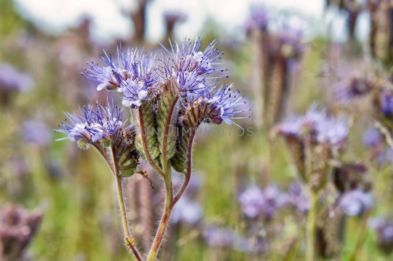 Phacelia plants