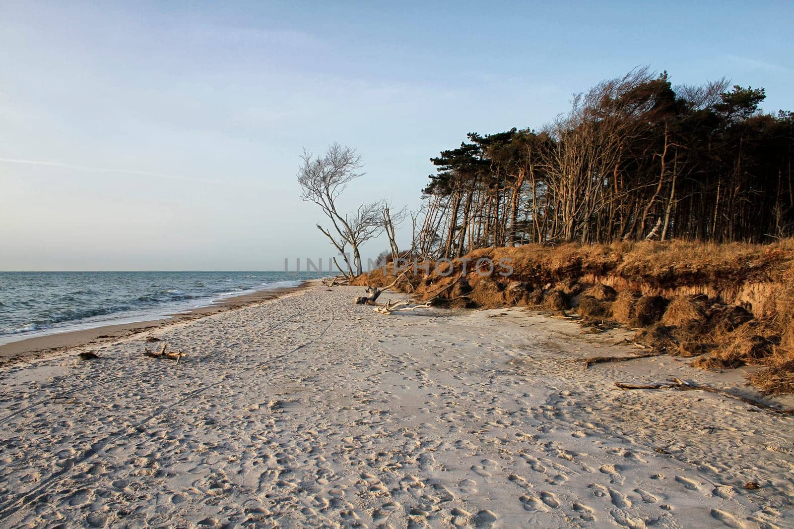crooked tree at the west beach near Ahrenshoop, Fischland-Darß