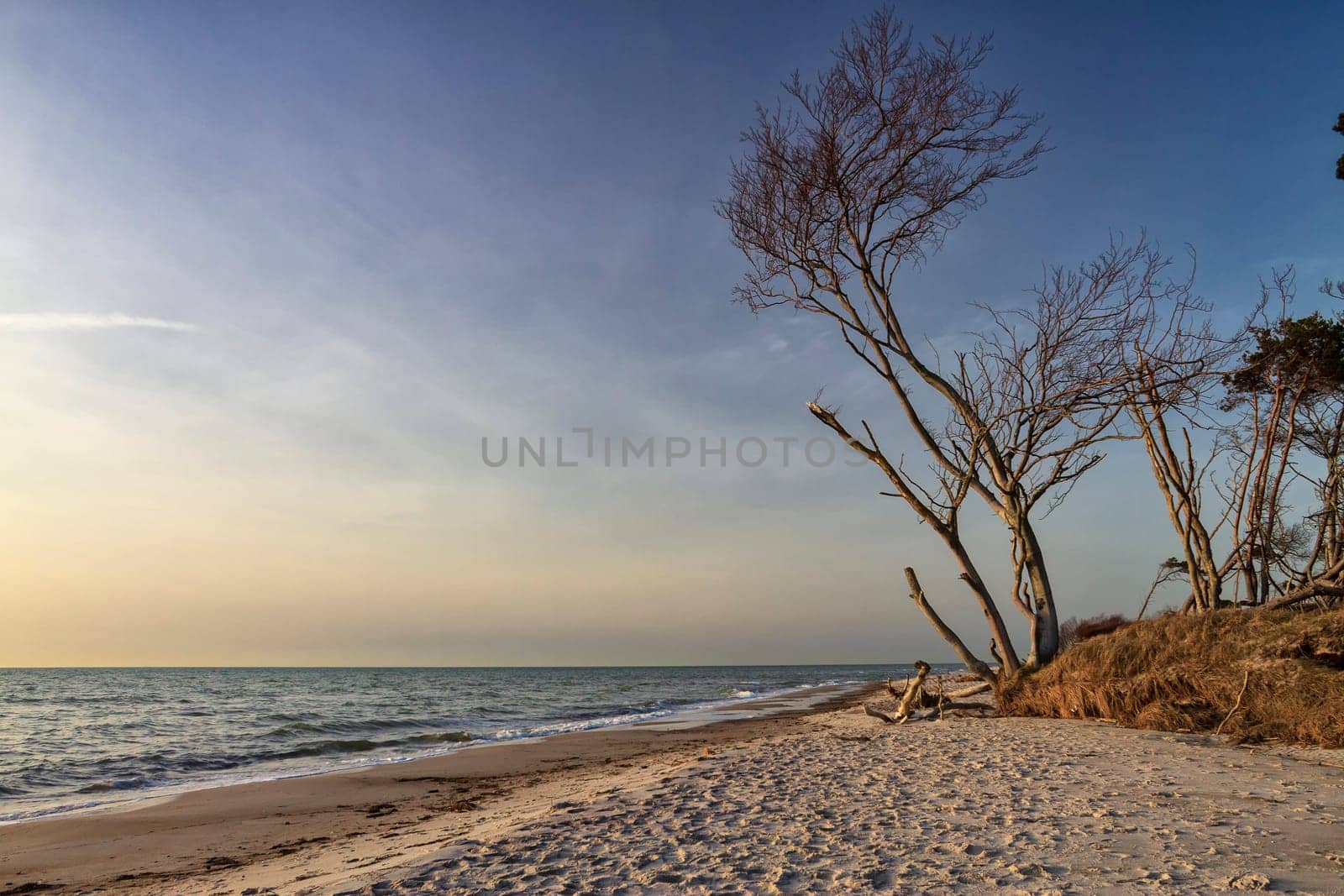 crooked tree at the west beach near Ahrenshoop, Fischland-Darß
