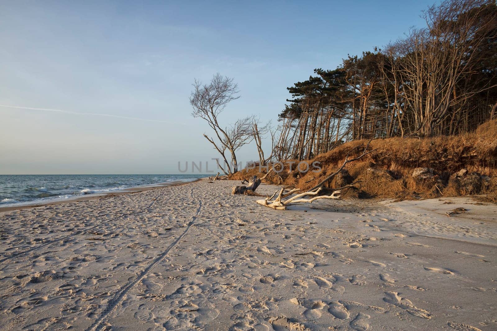 crooked tree at the west beach near Ahrenshoop, Fischland-Darß