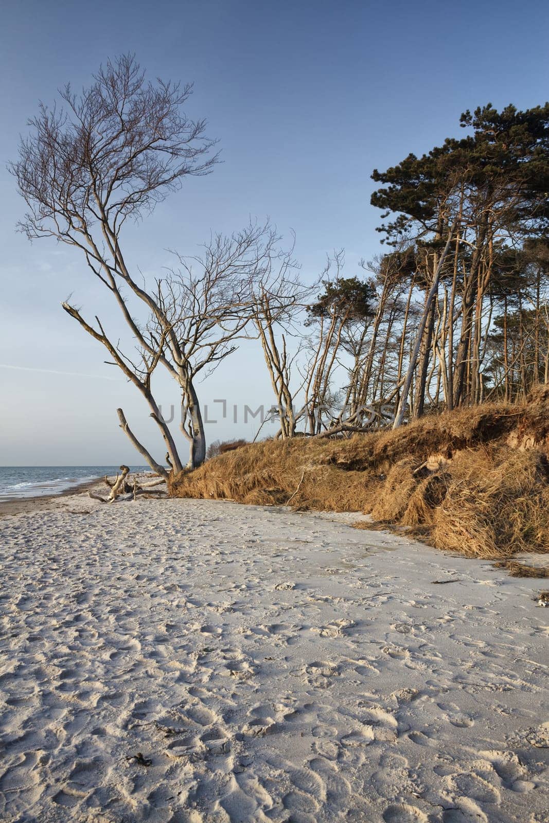 crooked tree at the west beach near Ahrenshoop, Fischland-Darß