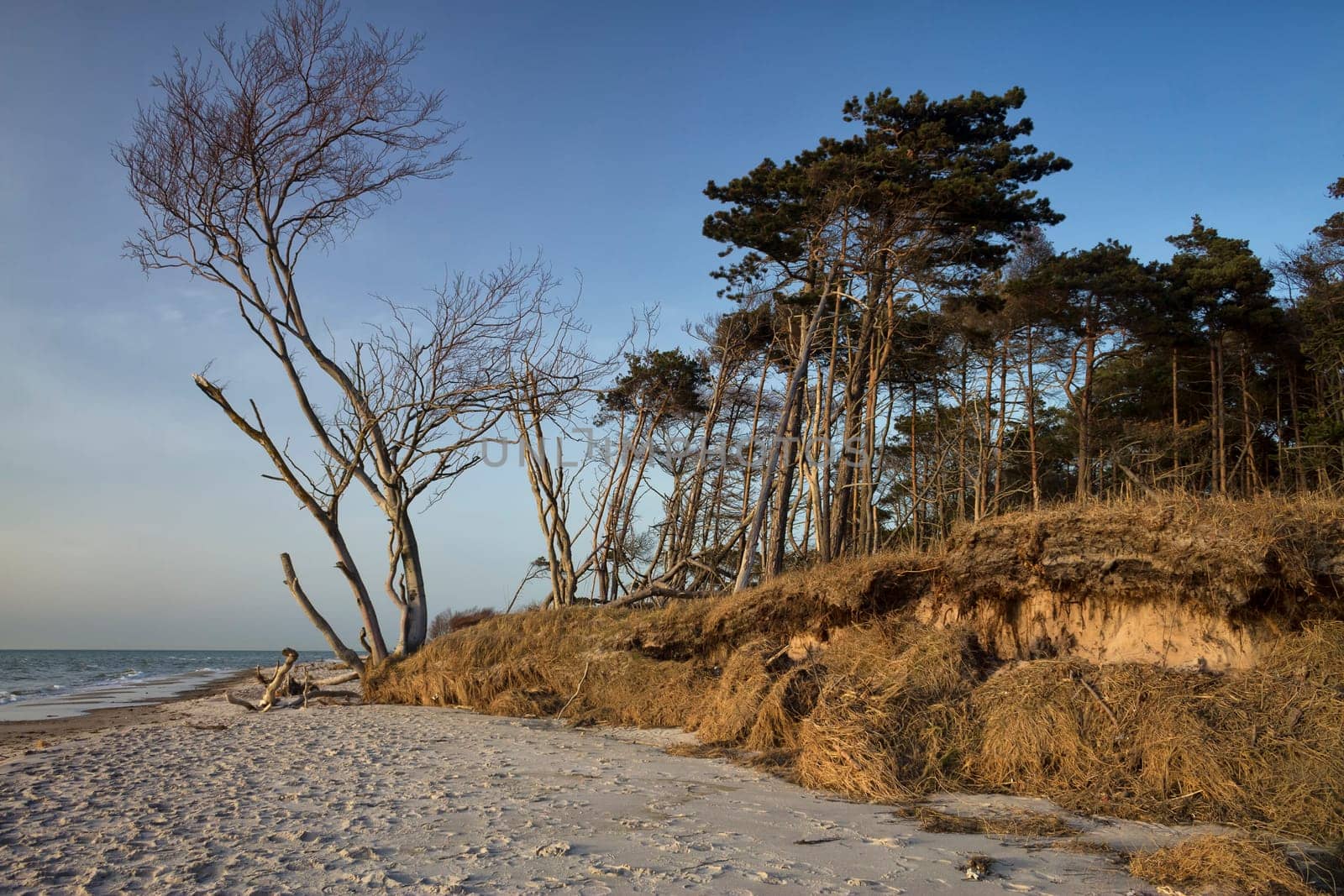 crooked tree at the west beach near Ahrenshoop, Fischland-Darß