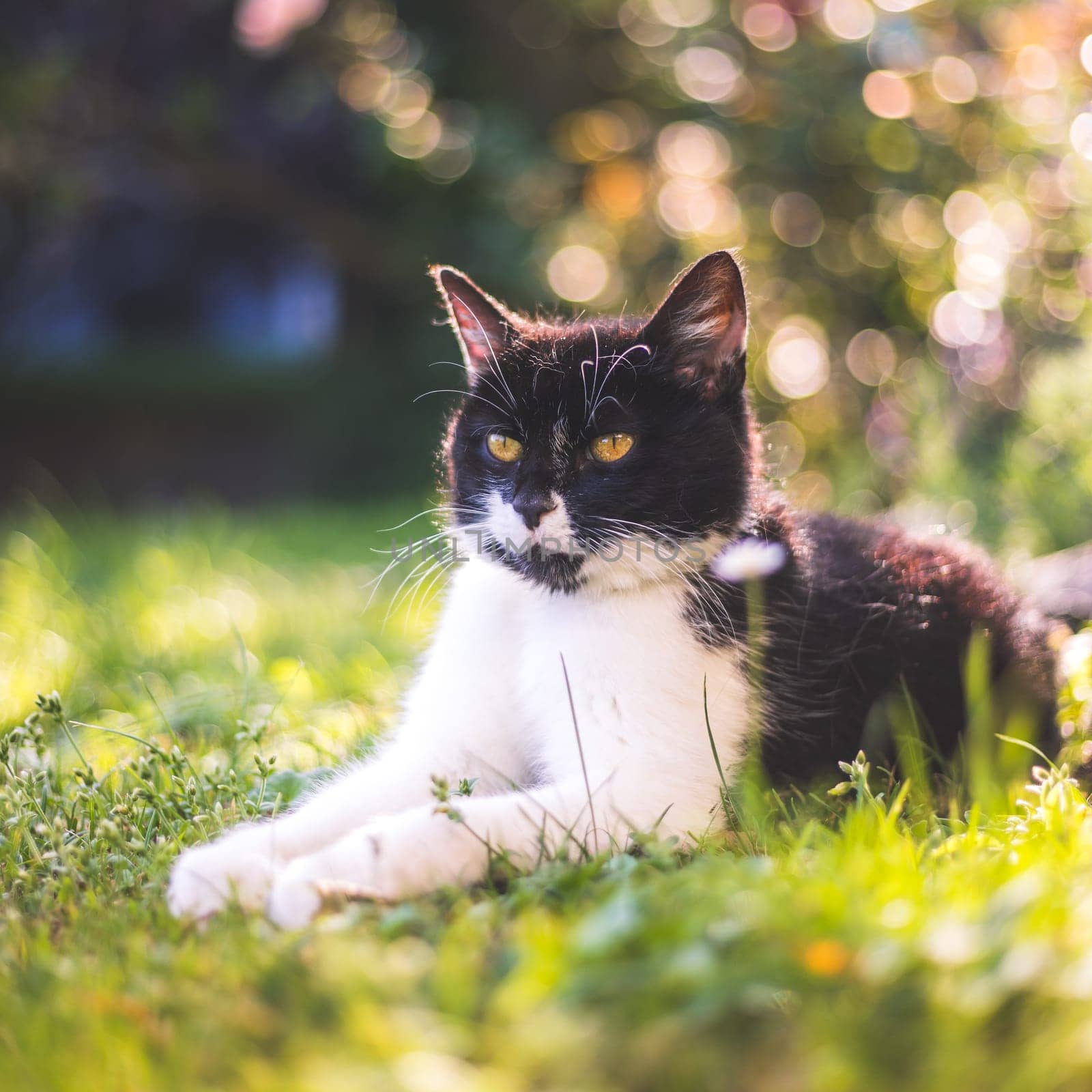 Cute black white cat is lying in the grass, outdoors. Colorful blurry background.