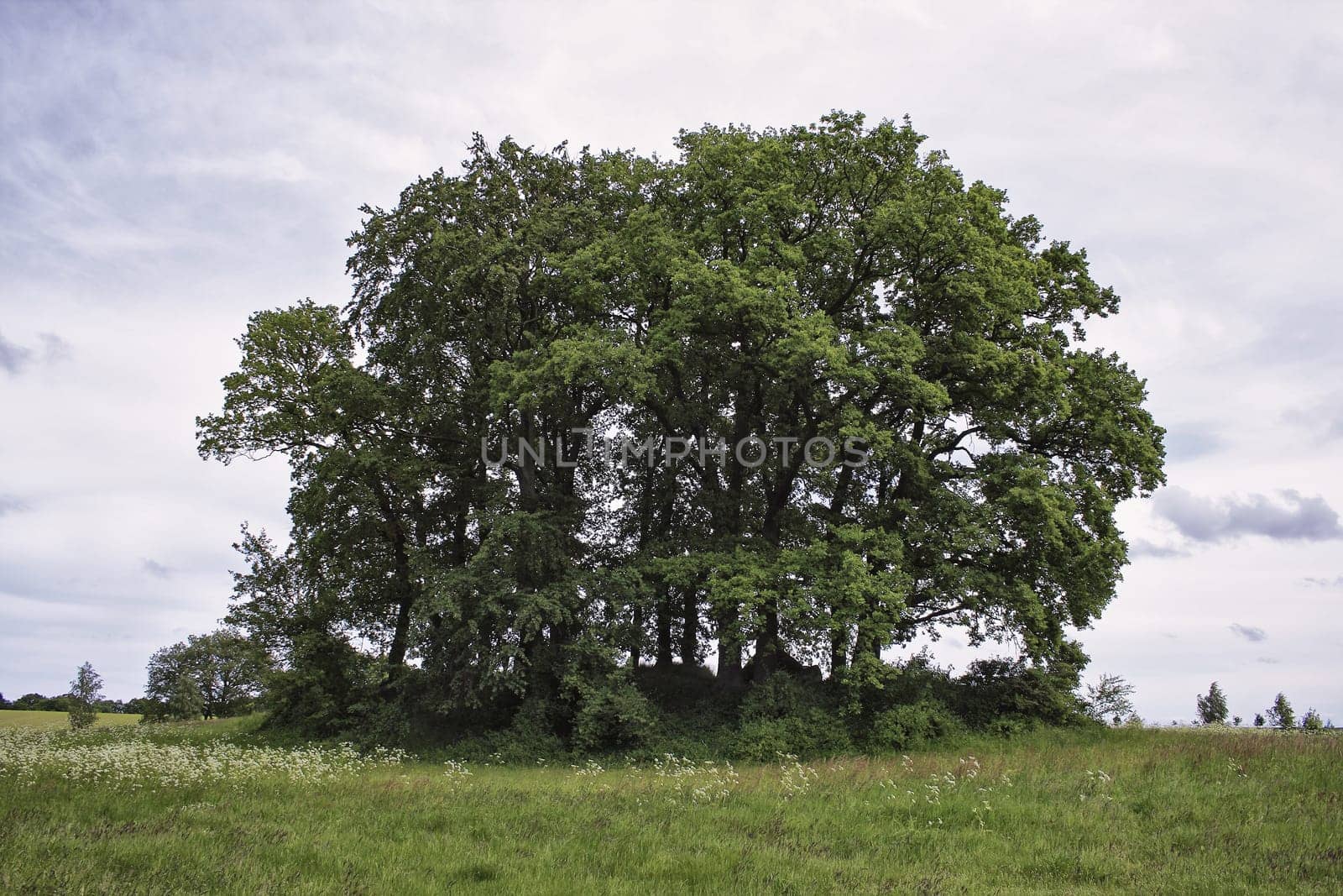 Rügen landscape with a tumulus, island of Rügen
