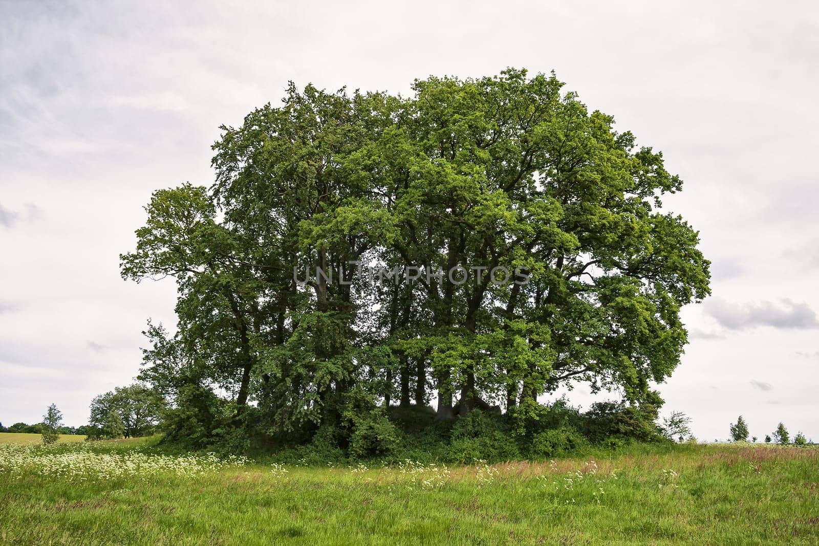 Rügen landscape with a tumulus, island of Rügen