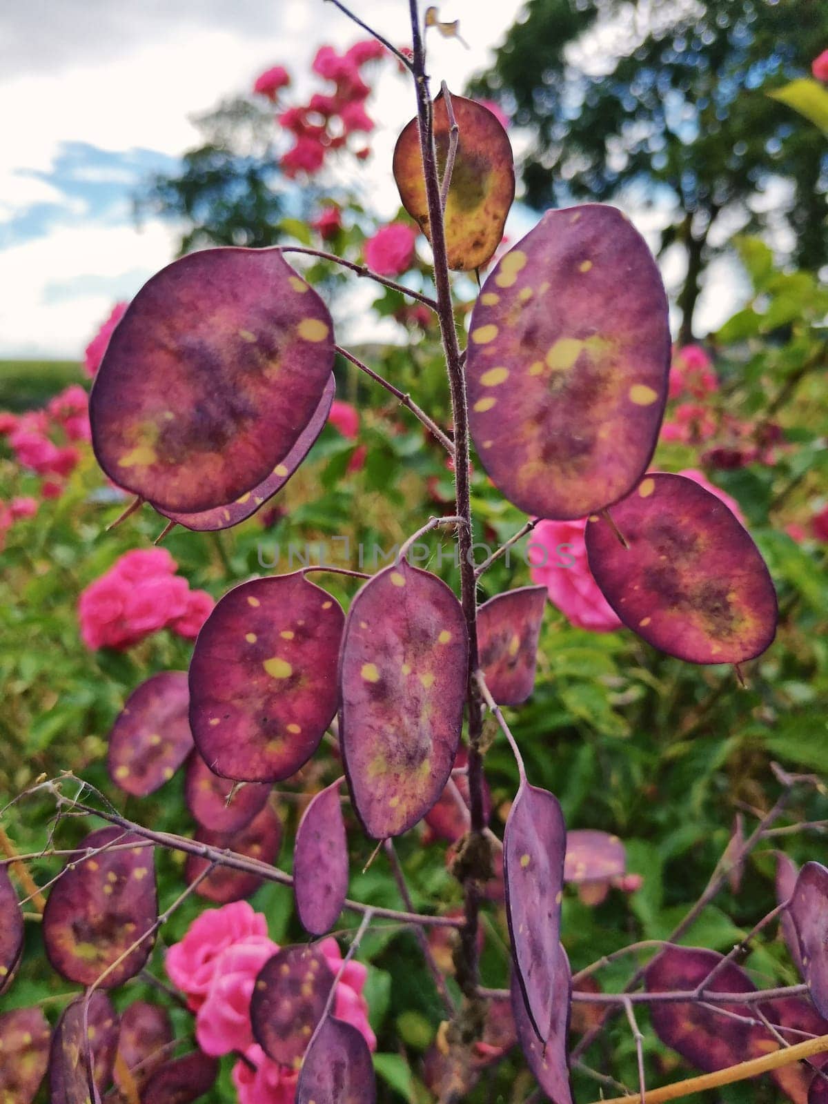 colored plant Lunaria annua
