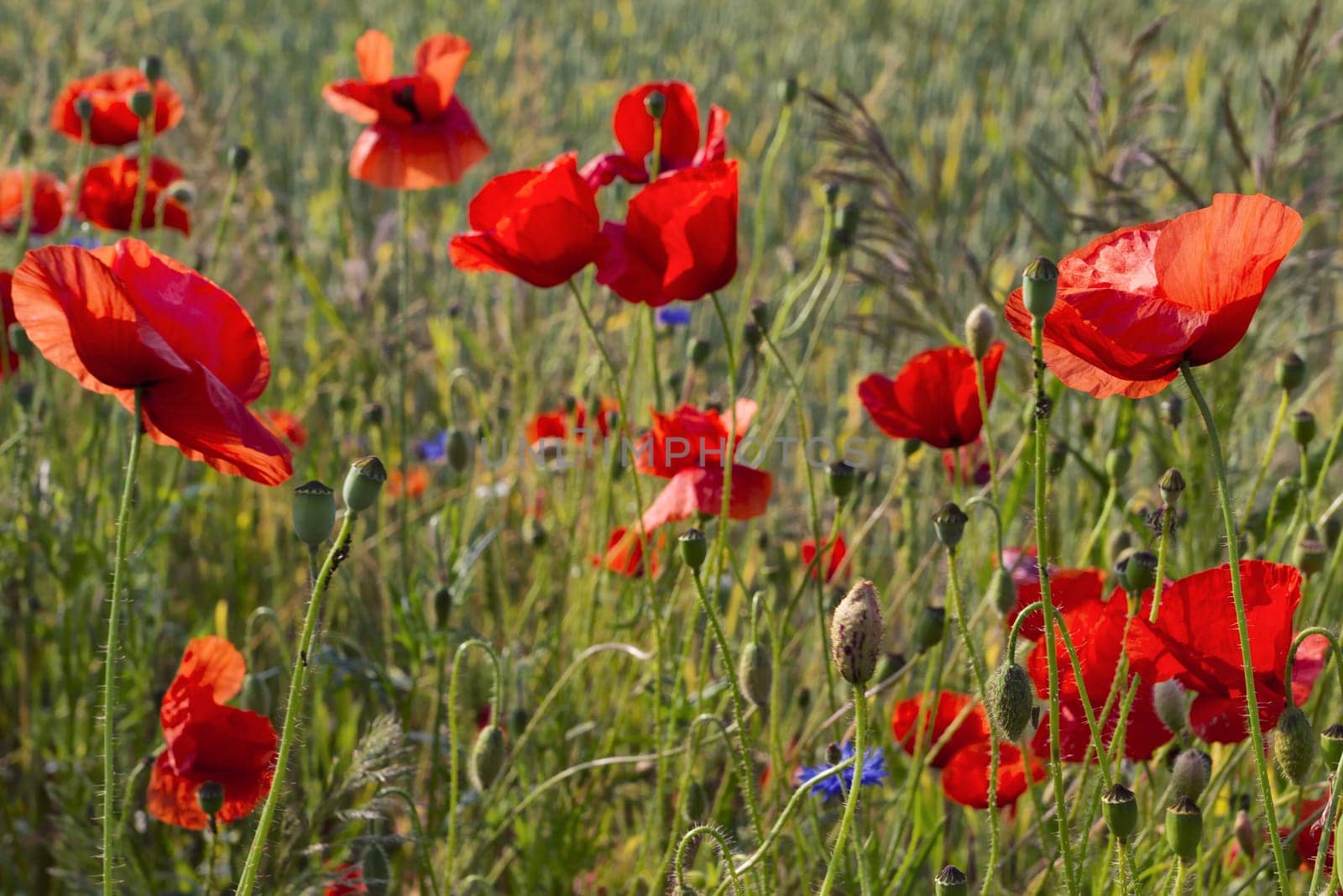 Poppies on the edge of the grain field, island of Rügen