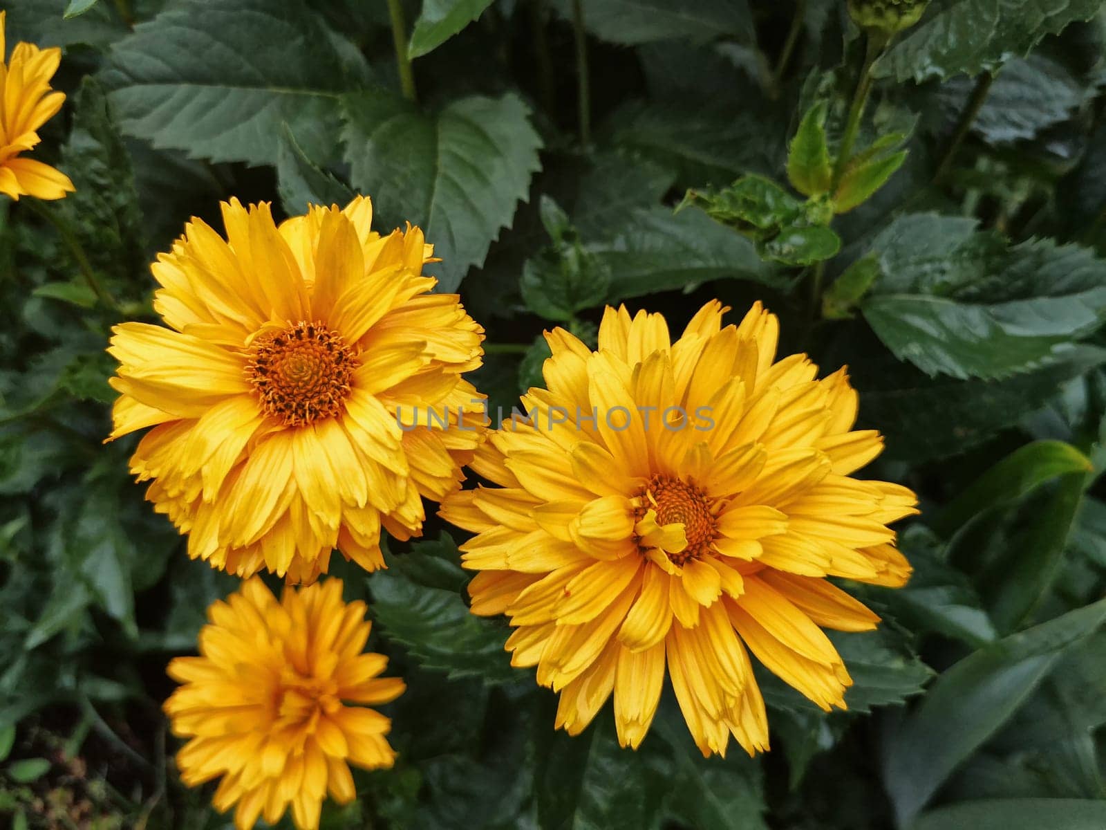 yellow sunflowers in summer