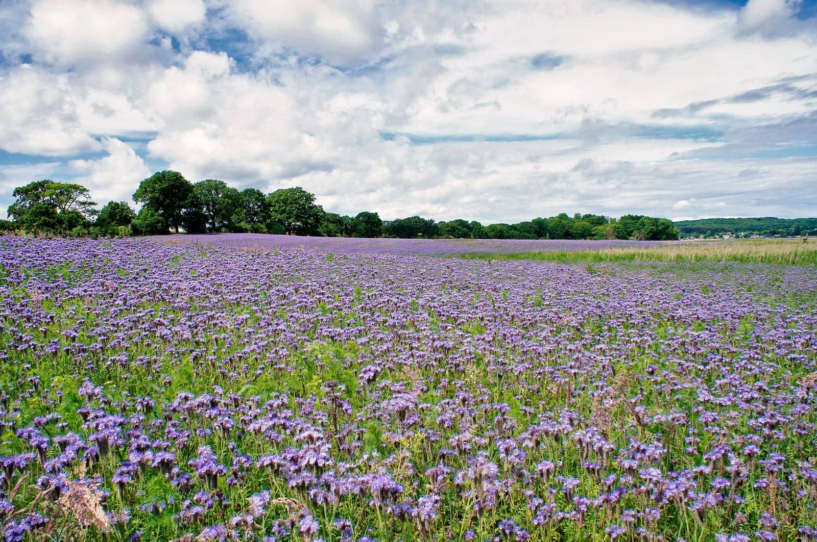 Phacelia field near Moritzdorf, Ruegen island