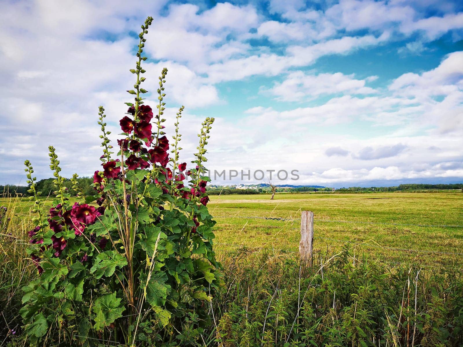 Hollyhocks, Mönchgut, Ruegen Island
