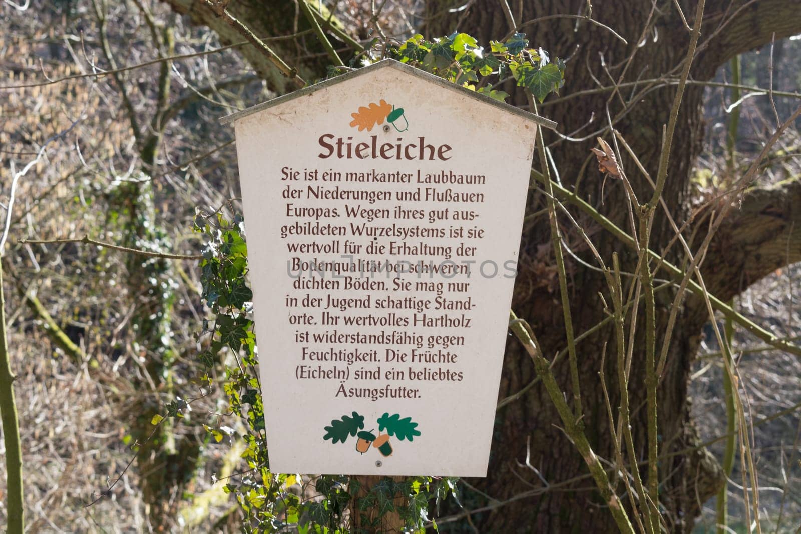 HEILIGENHAUS, NRW, GERMANY - FEBRUARY 24, 2019:.Wooden sign called pedunculate oak and the explanation of the tree on a nature trail for Nutur research.