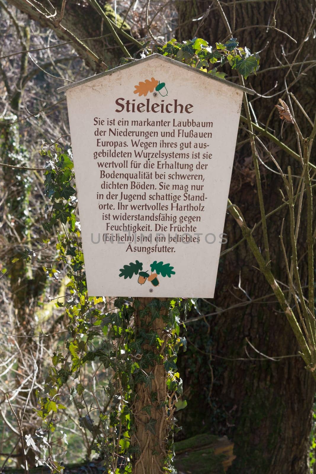 HEILIGENHAUS, NRW, GERMANY - FEBRUARY 24, 2019:.Wooden sign called pedunculate oak and the explanation of the tree on a nature trail for Nutur research.