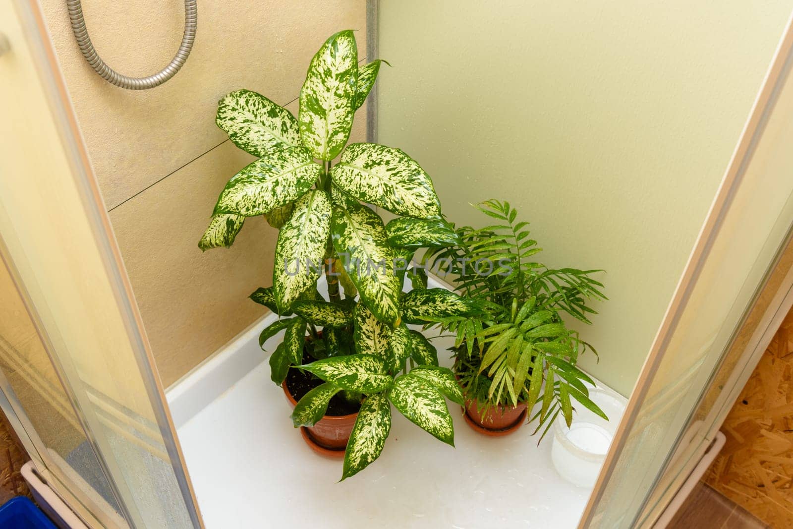 Washing the leaves of indoor plants in the shower