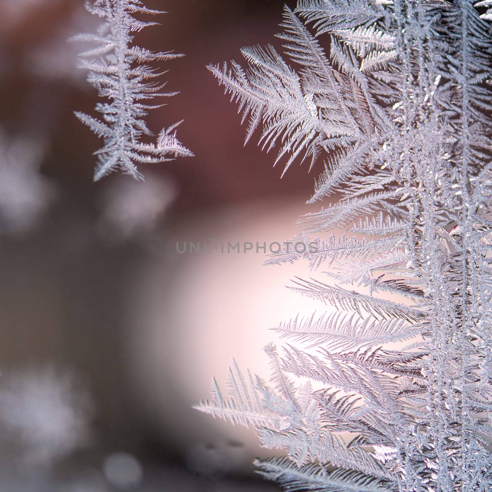 ice flower on a window