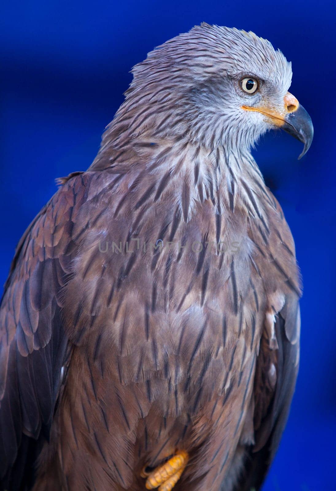 The red kite, Milvus milvus, a medium-large bird of prey in the family Accipitridae. Isolated over blue background
