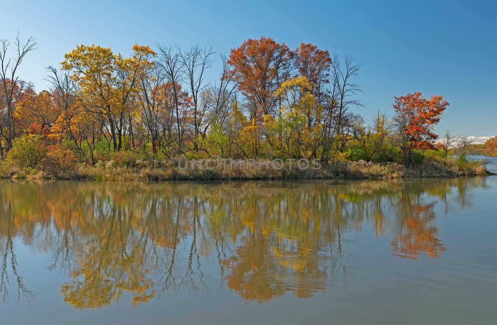 Forest Reflections in the Autumn Light on Busse Lake in the Ned Brown Preserve in Illinois