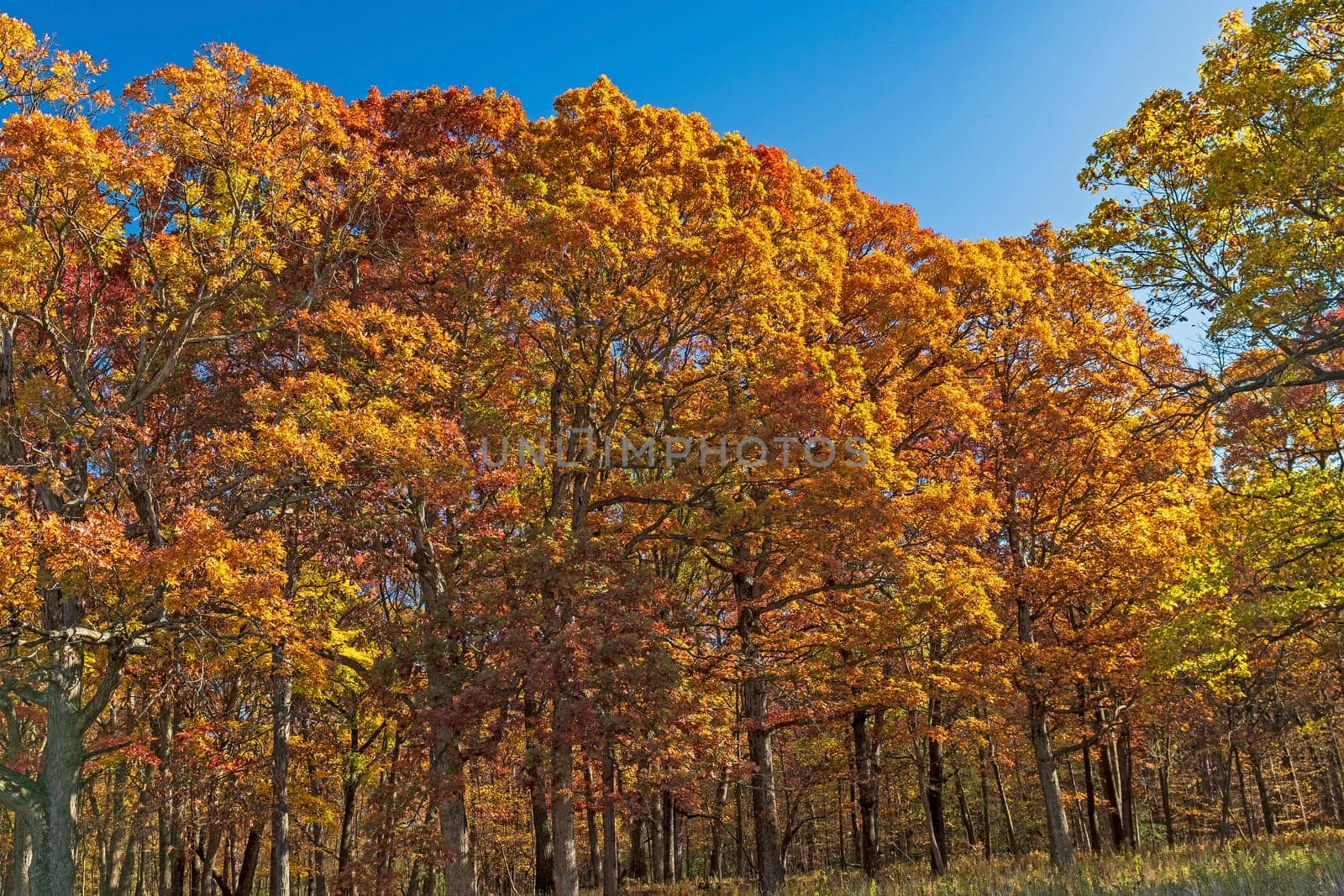Dramatic Oak Trees in the Fall in Ned Brown Preserve in Illinois
