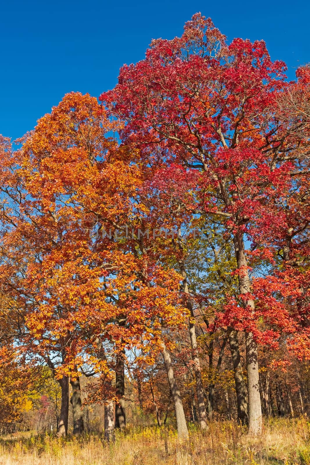 Changing Colors in a Bright Blue Sky in Ned Brown Preserve in Illinois