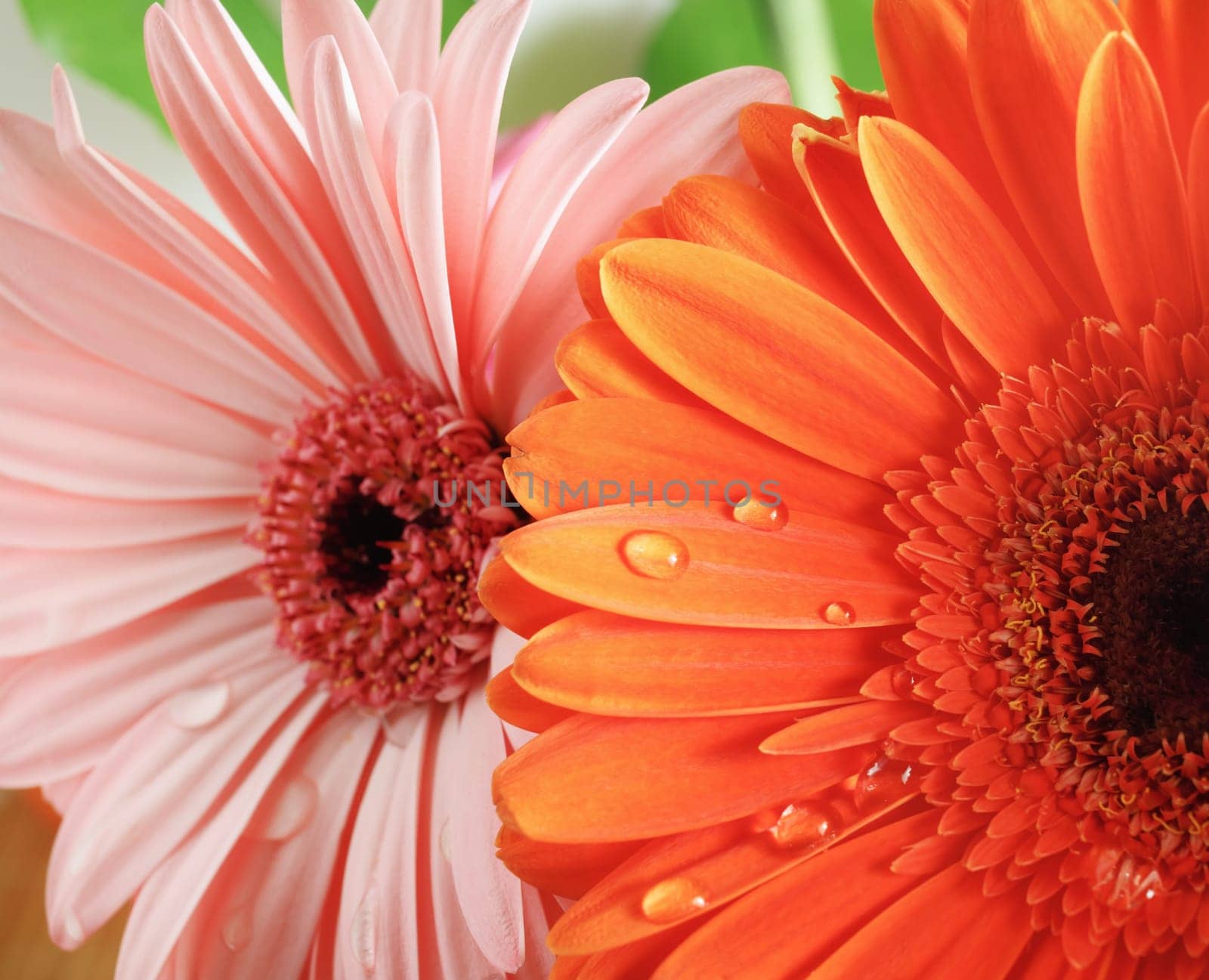 Fresh gerbera flowers with water drops. Droplets on gerbera petals. Selective focus.
