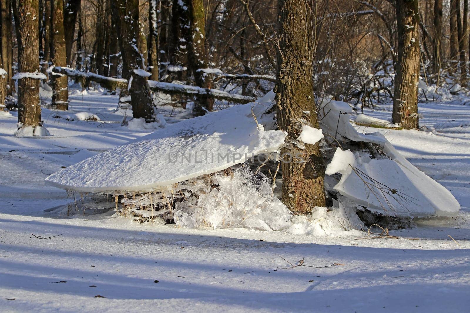 In a flooded forest in winter, ice floes have remained after the water has subsided