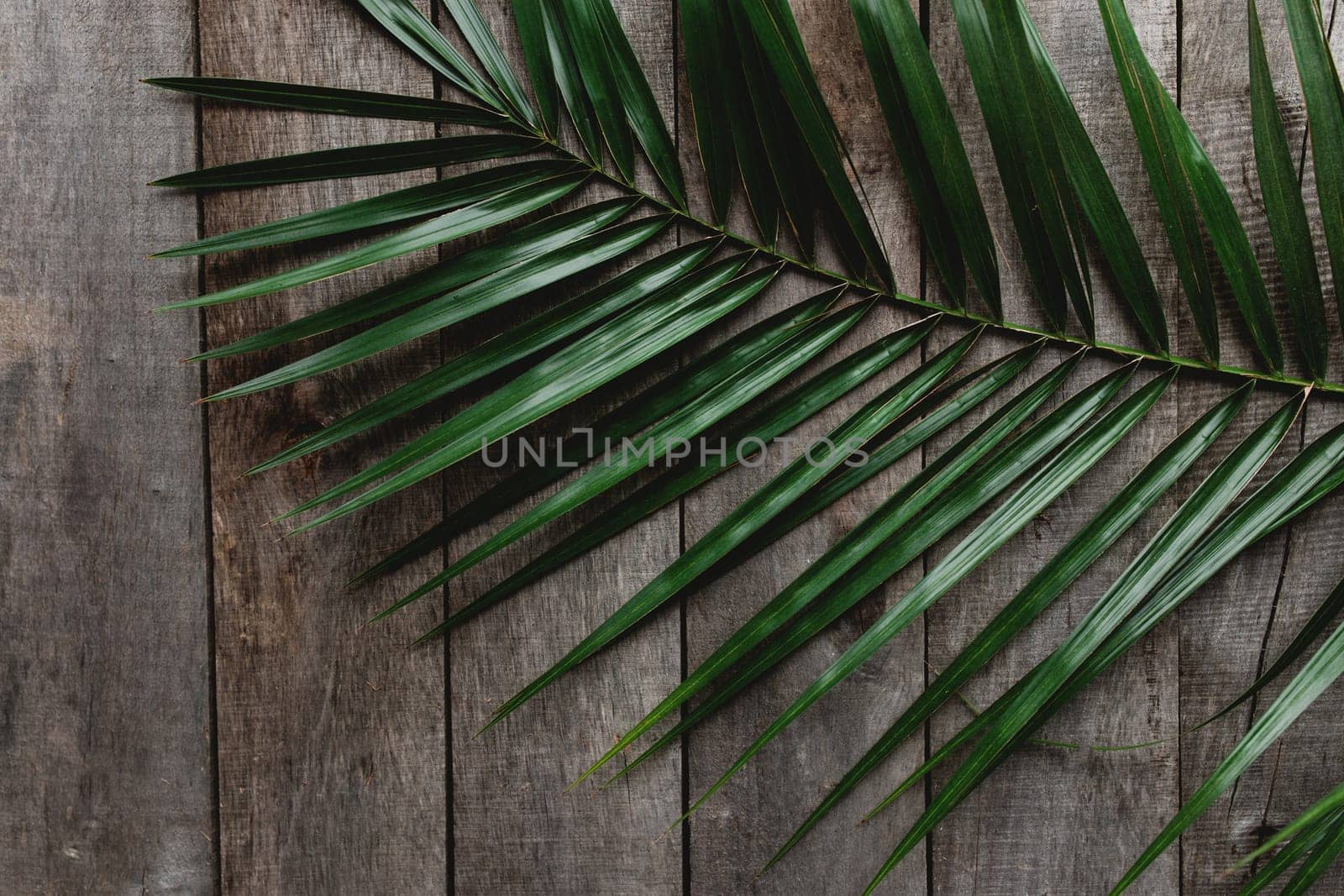 Green palm leaf on wooden gray background. High quality photo