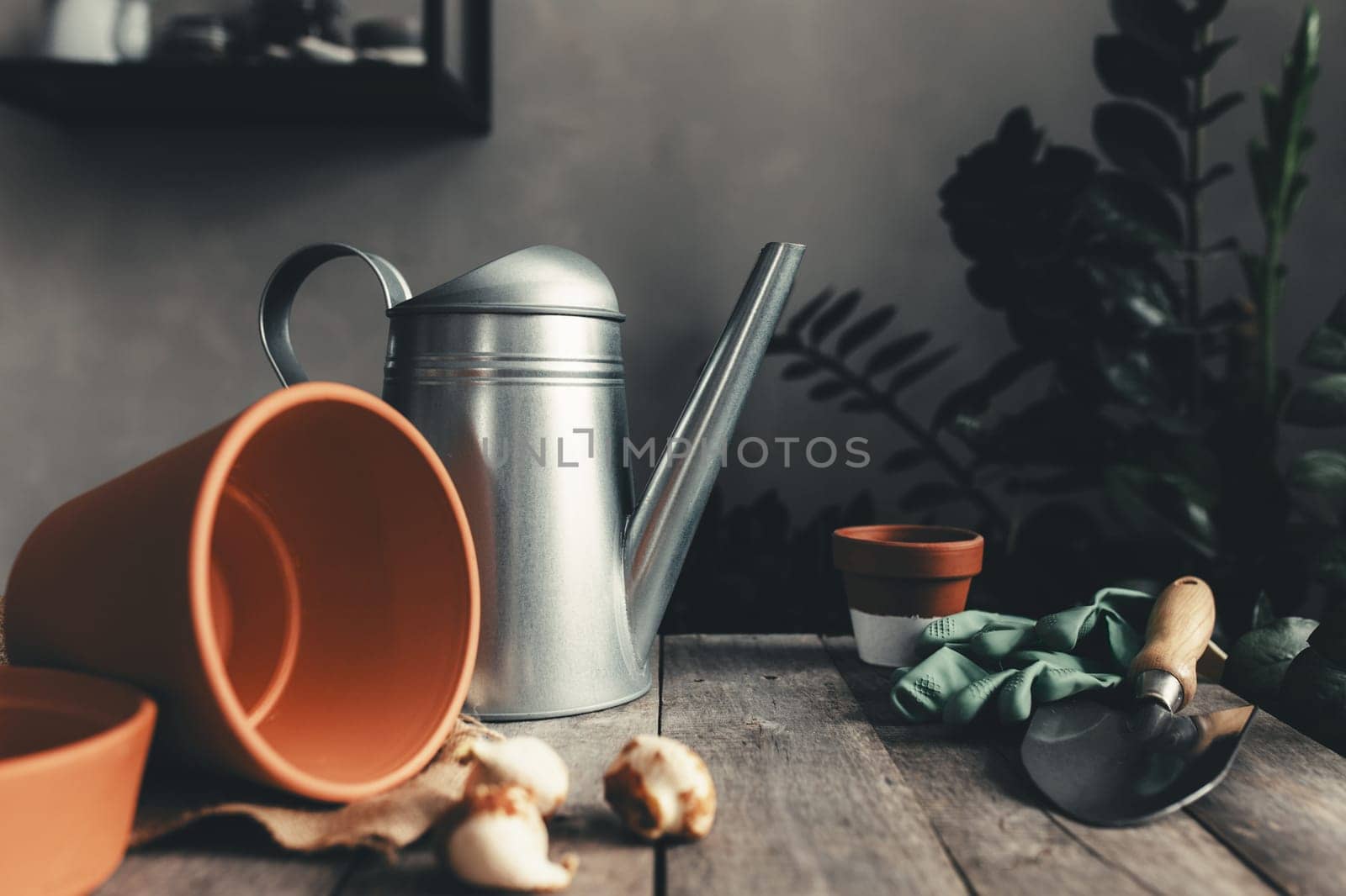 Ceramic pots on an old gray wooden table, tulip bulbs, watering can, green gloves and garden shovel. High quality photo