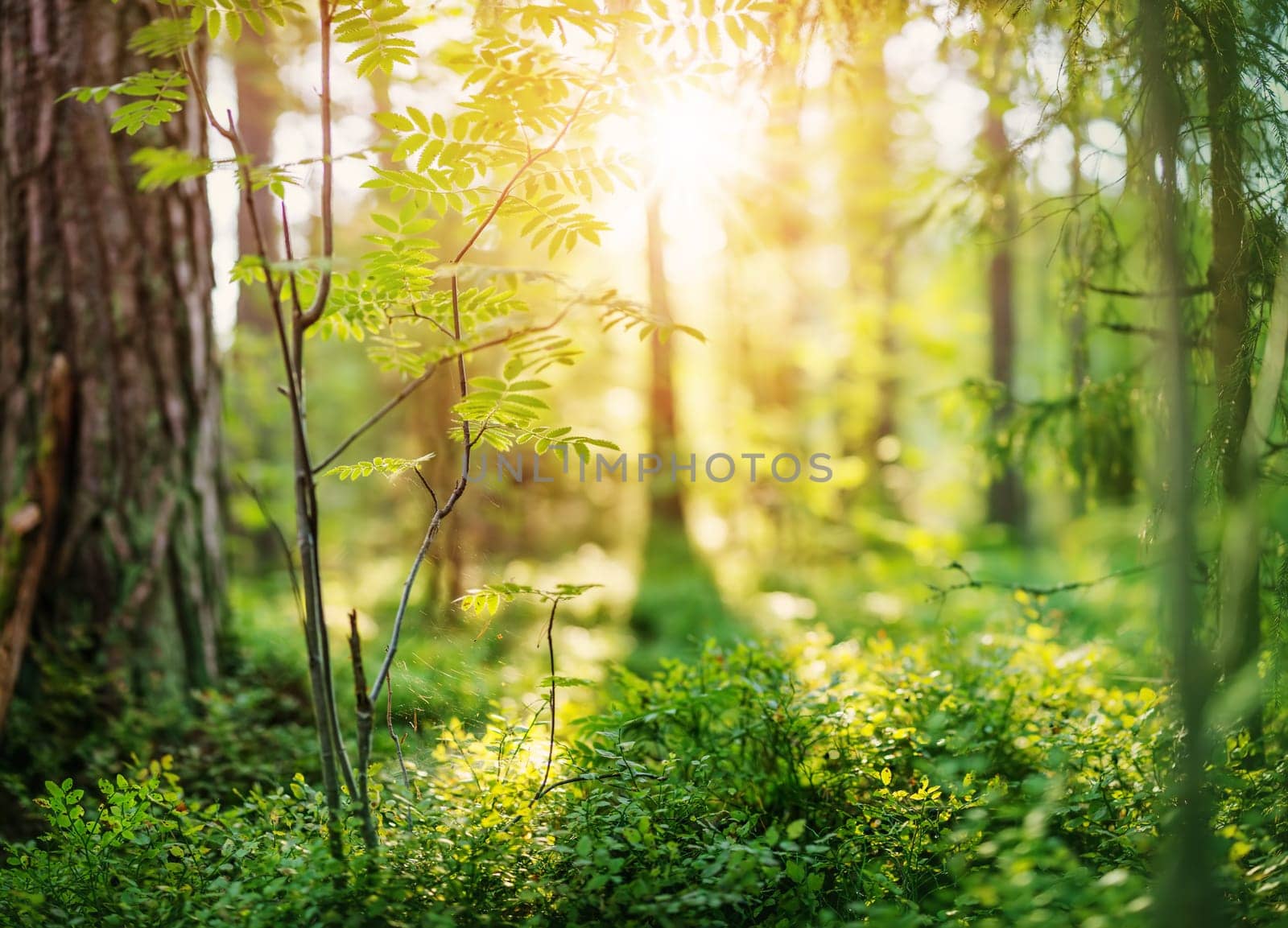 Beautuful view of the forest in early morning. Lahemaa national park, Estonia