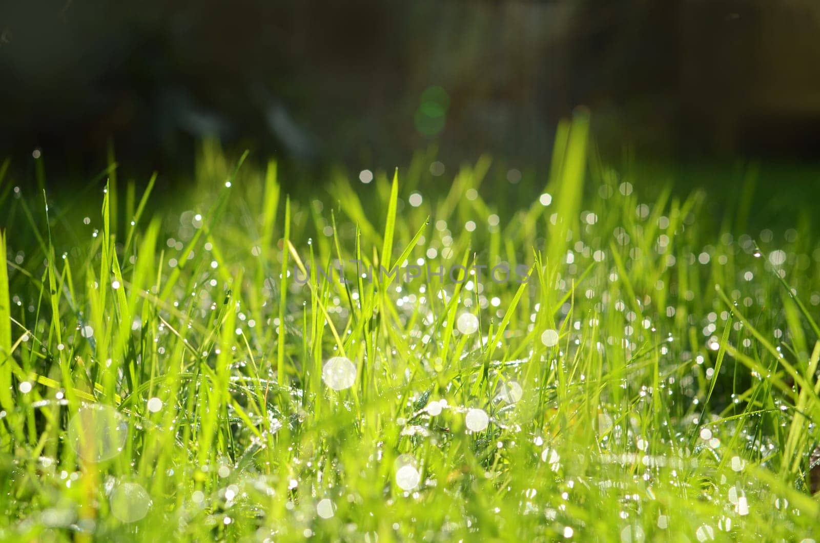 Blades of grass and water drops