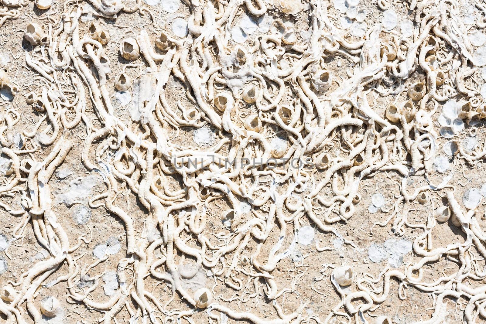 Encrustation of the sea. Texture of old marine life forms