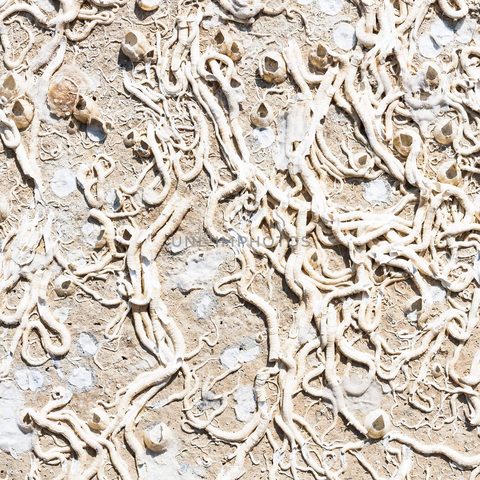 Encrustation of the sea. Texture of old marine life forms