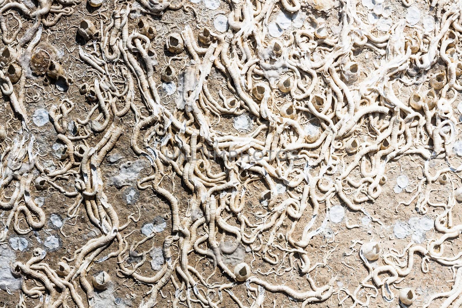 Encrustation of the sea. Texture of old marine life forms