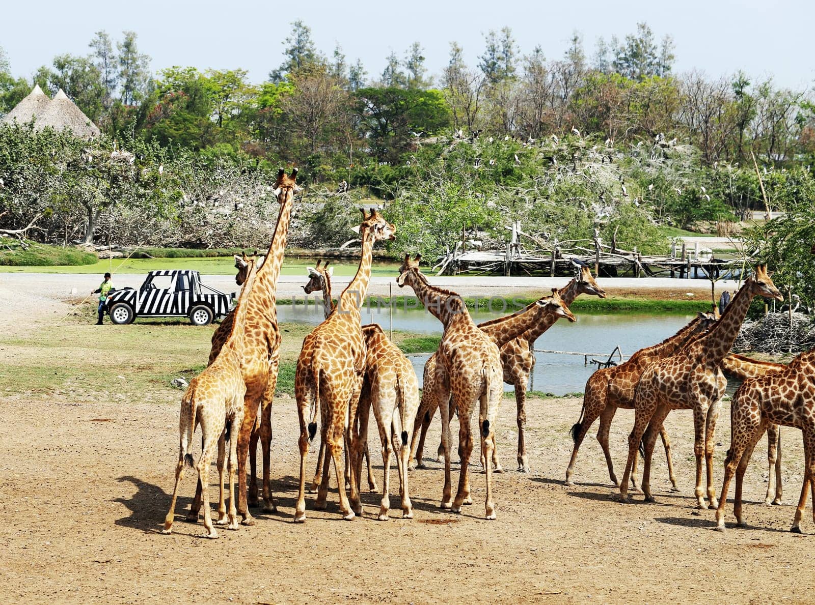 A herd of giraffes in a zoo in Thailand in Bangkok