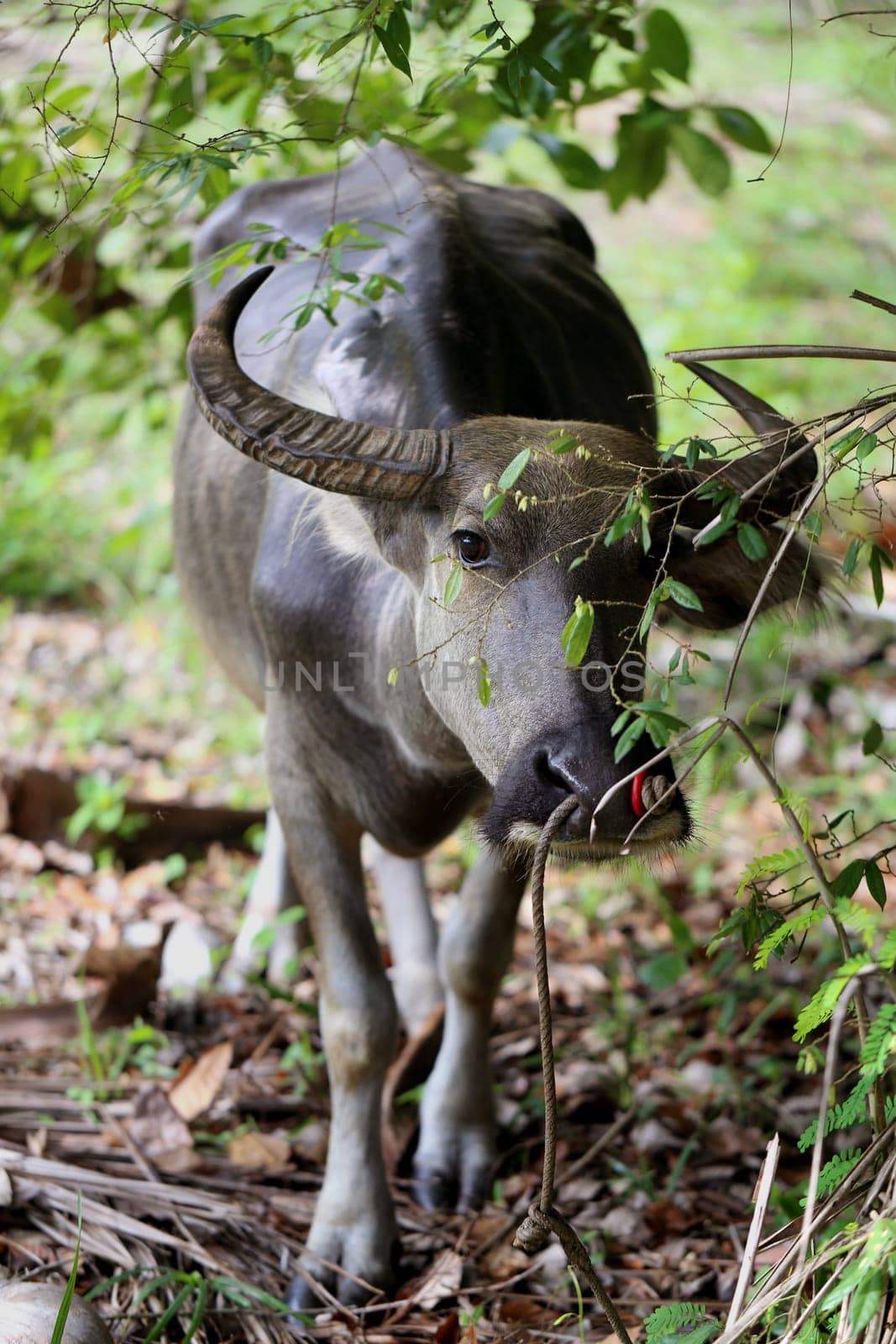 Beautiful black cow in the jungle in Thailand