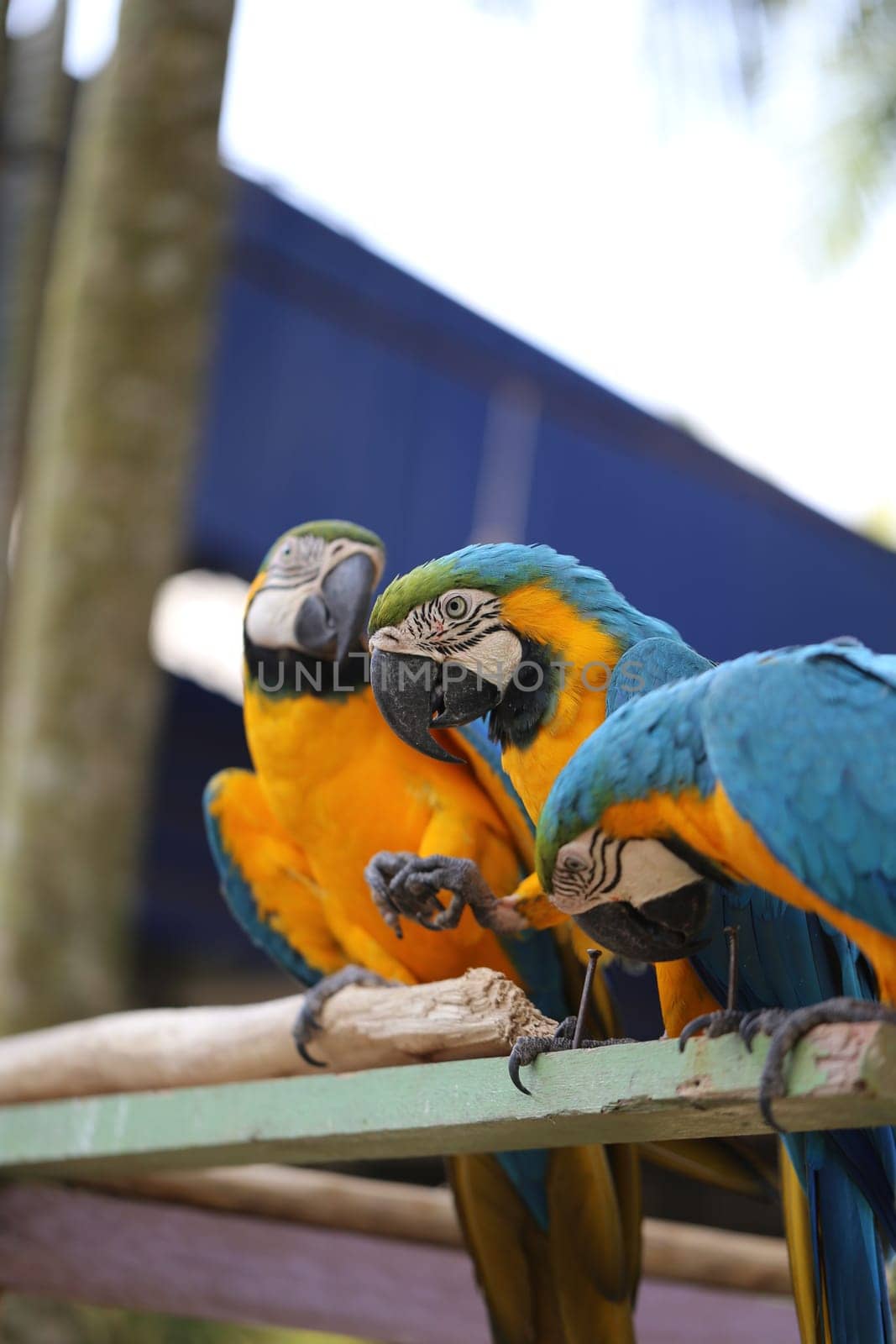 Big beautiful a macaws photographed close up