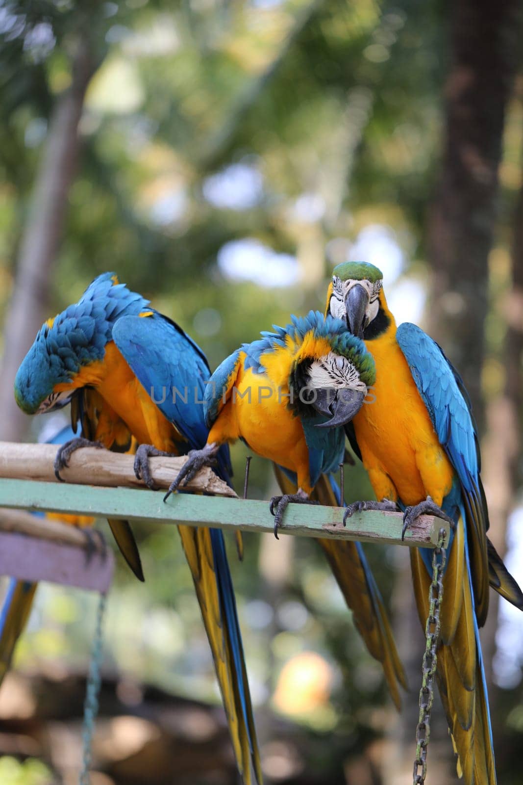 Big beautiful a macaws photographed close up
