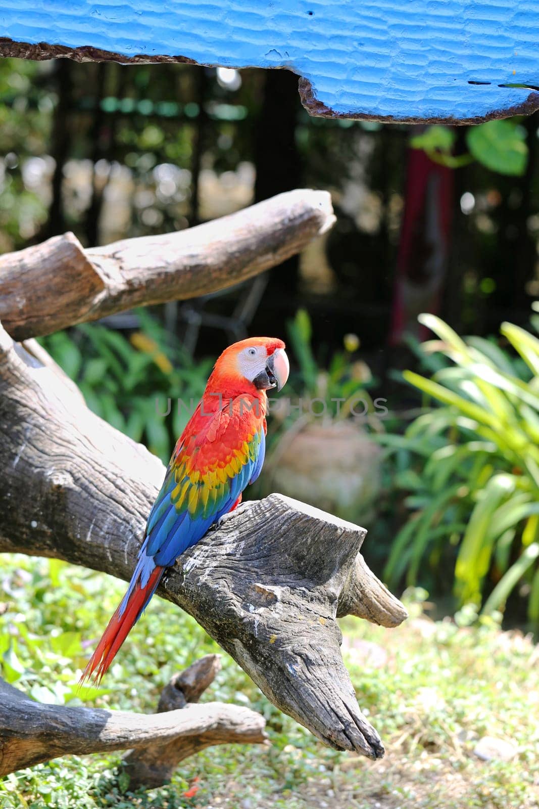Big beautiful a macaws photographed close up