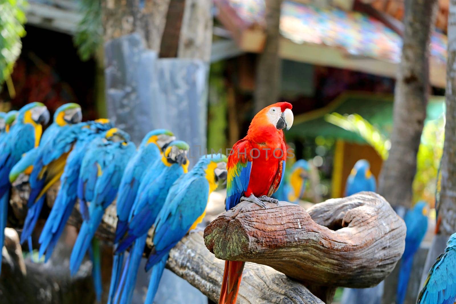 Big beautiful a macaws photographed close up
