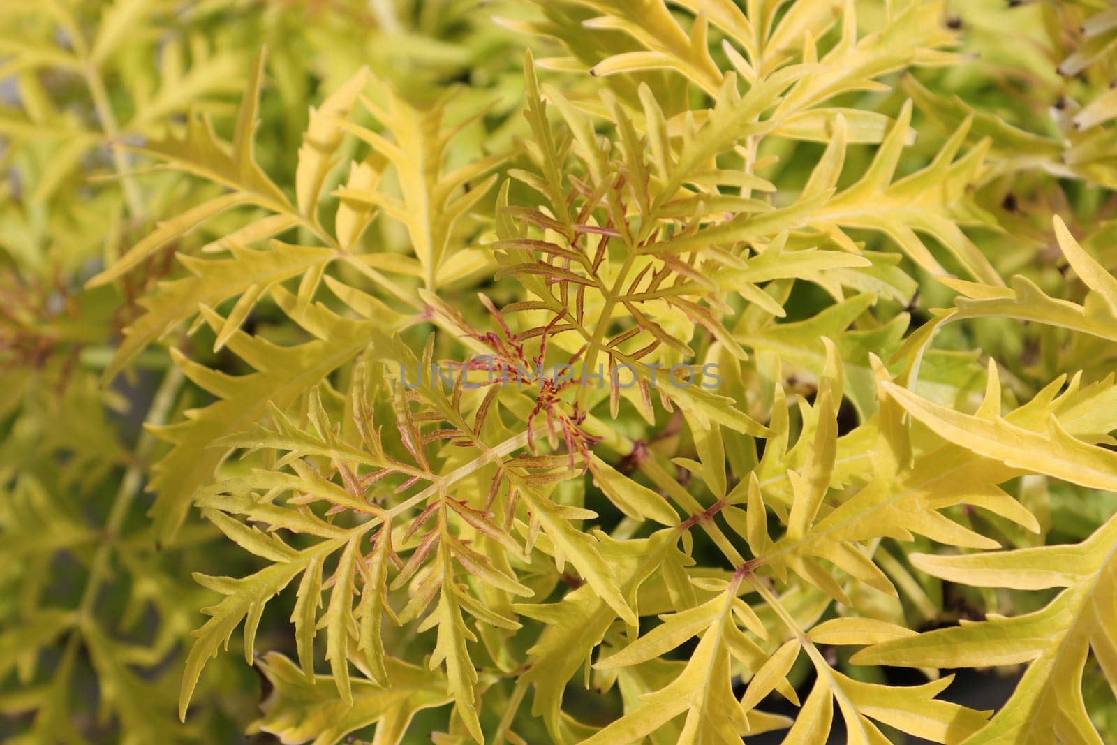 Background of golden lemon colored leaves on an elder shrub.
