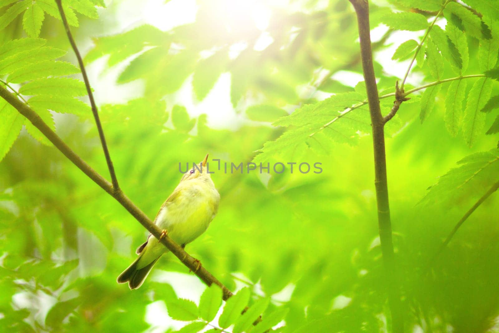early bird among spring greenery in the morning light, new season