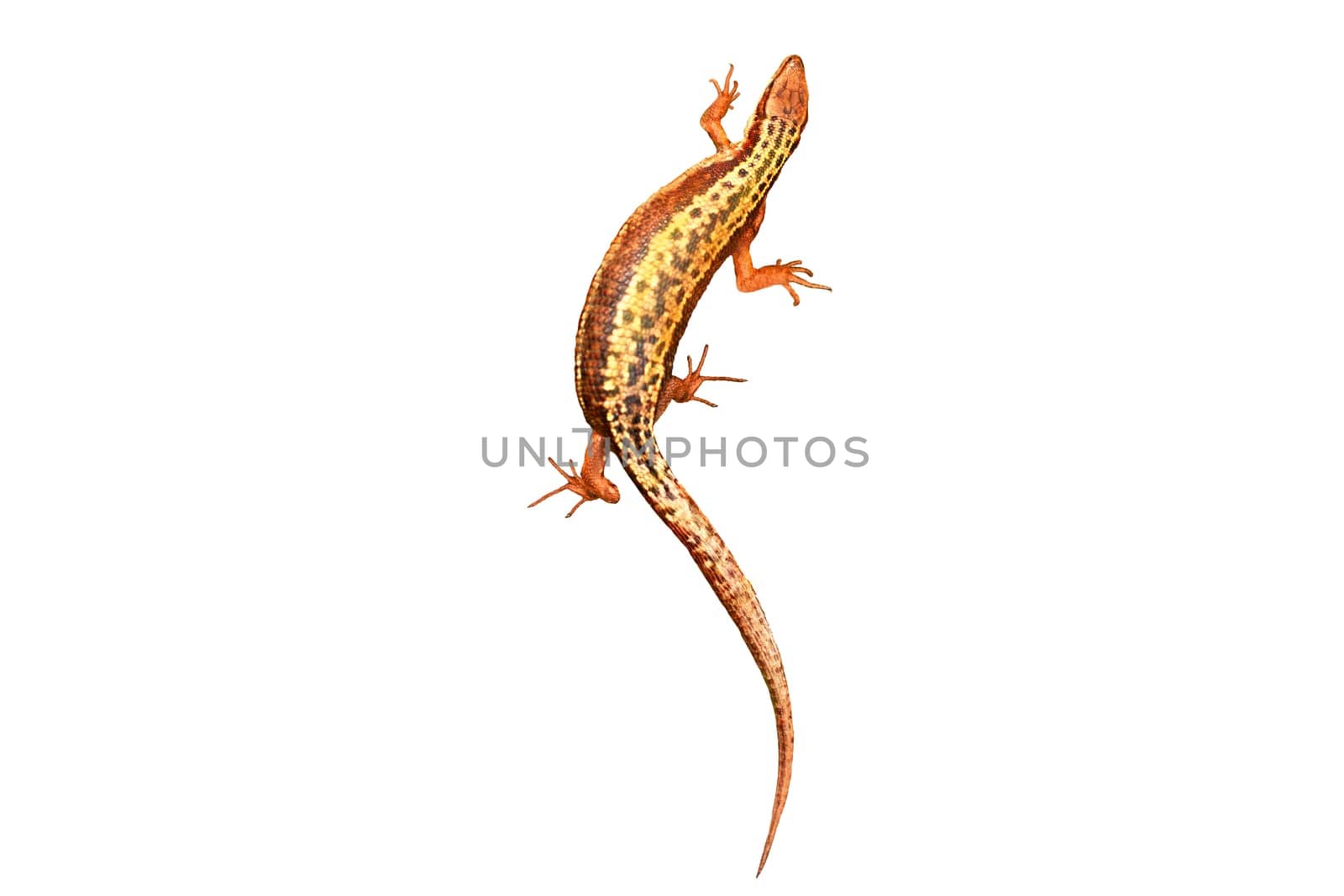 lizard running and bending, isolated on white background, speed