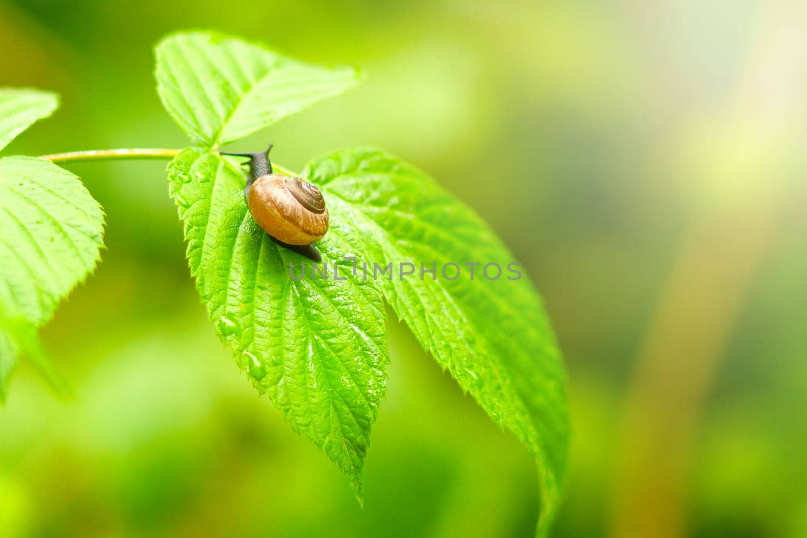 neat snail crawls on a delicate leaf in the morning rays, new season