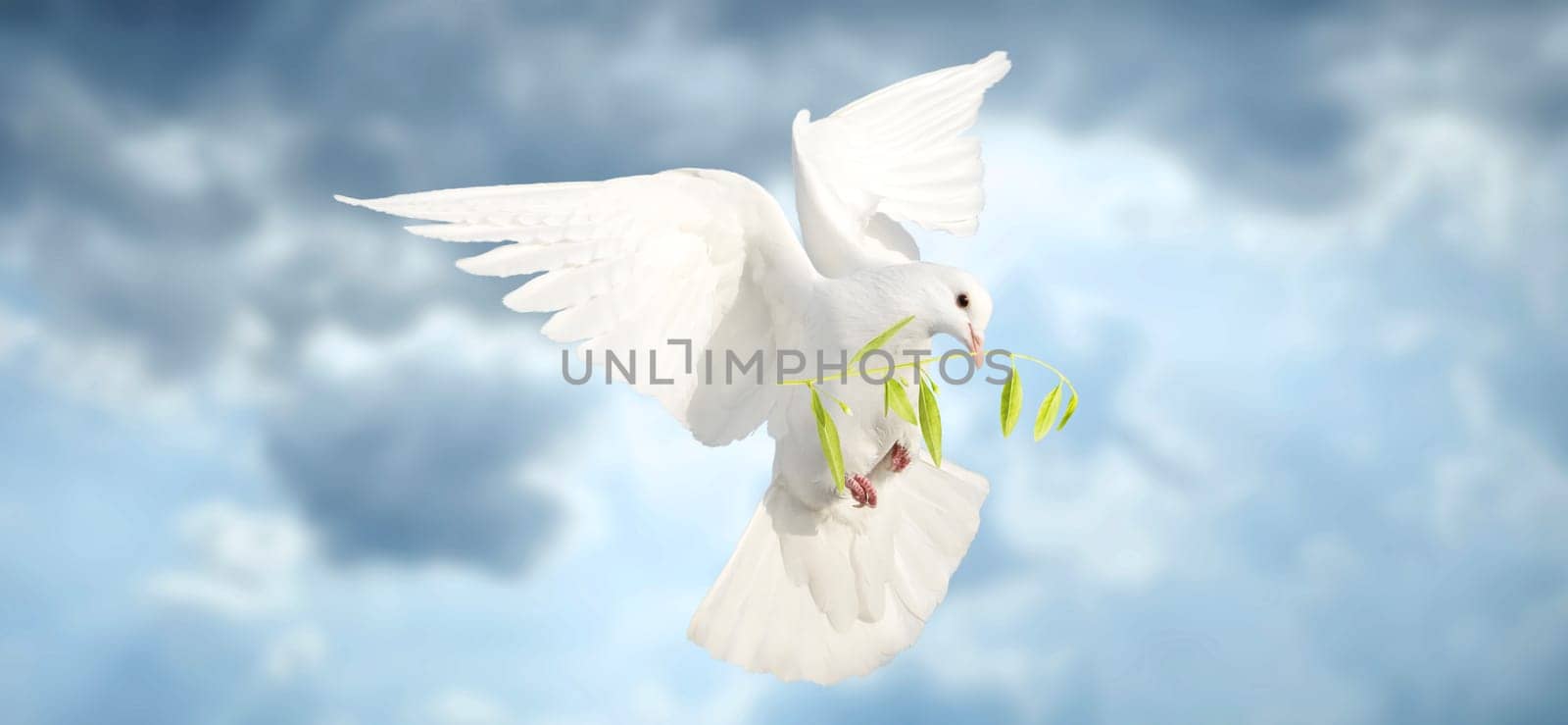 white dove of peace flying against the sky with an olive branch in its beak, peace, peace agreements