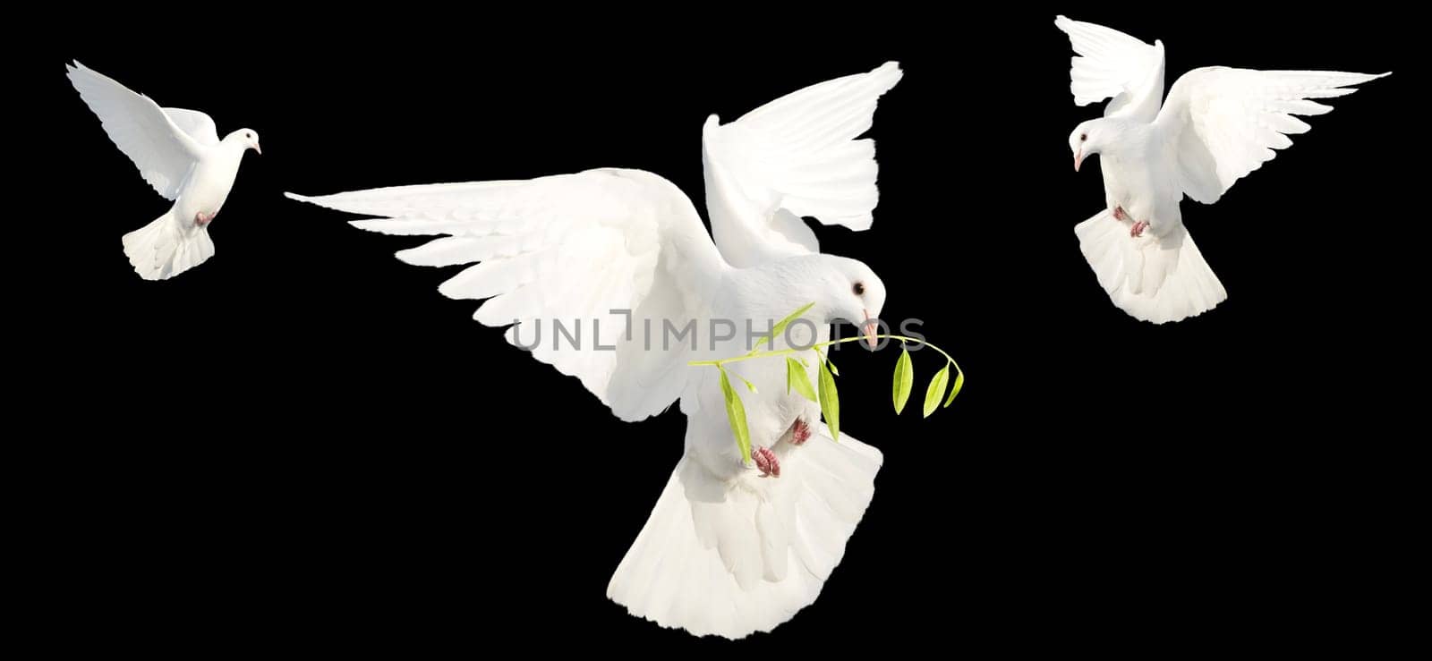 white peace doves in flight isolated on black background, peace, peace agreements
