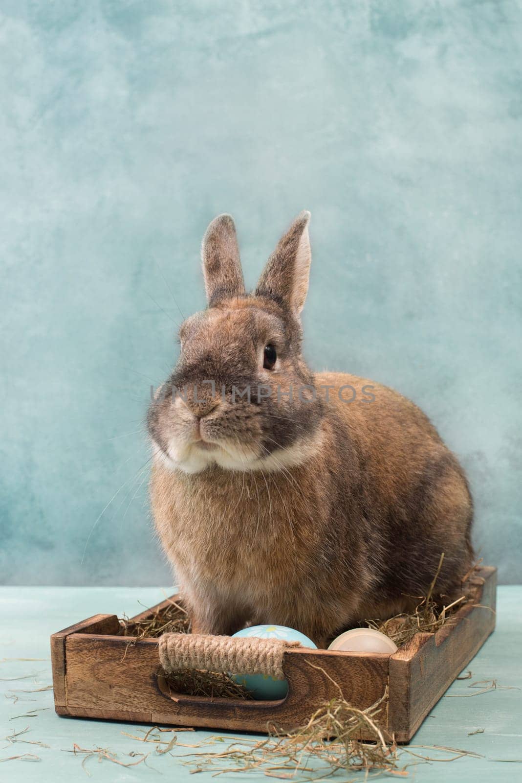 Easter Rabbit sitting in a basket with hay and colored eggs, empty copy spcae for text